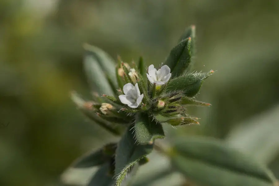 ahiflower