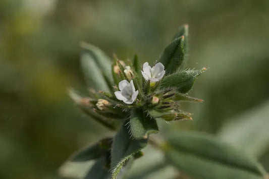 ahiflower